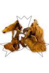 Gedroogde cantharel - hanenkam 30 g
