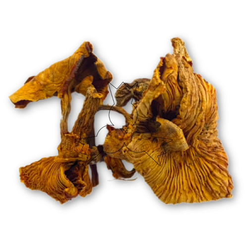 Gedroogde cantharel - hanenkam 30 g